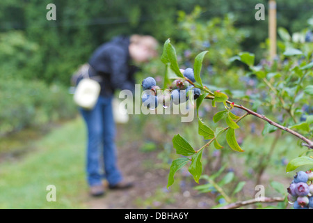 Una ragazza sceglie di mirtilli bagnati da una fila di cespugli con un cluster di frutti maturi il gocciolamento di rugiada in primo piano Foto Stock