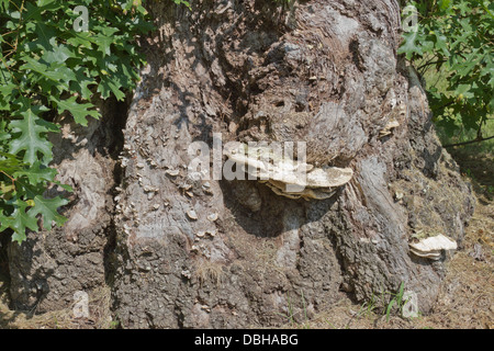 Chiusura del ripiano funghi che crescono su una vecchia quercia Foto Stock