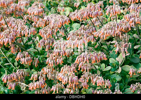 Luce viola e arancione, fiori a forma di campanella su piante succulente. Foto Stock