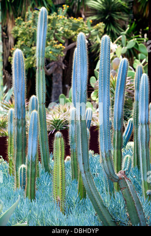 Un gruppo di colore grigio-blu cactus piante in un giardino di piante succulente del deserto. Foto Stock