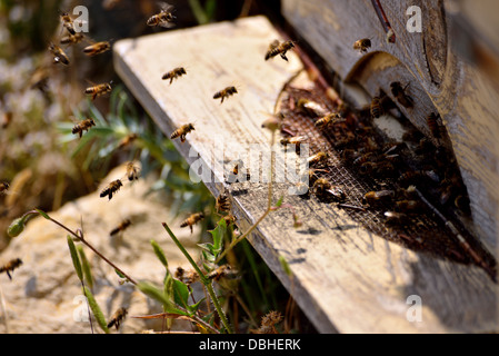 Api battenti di fronte un alveare Foto Stock