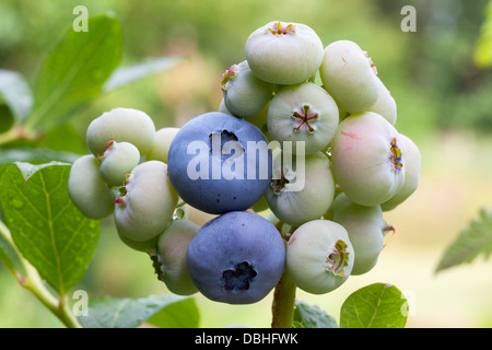 I mirtilli sulla boccola Foto Stock