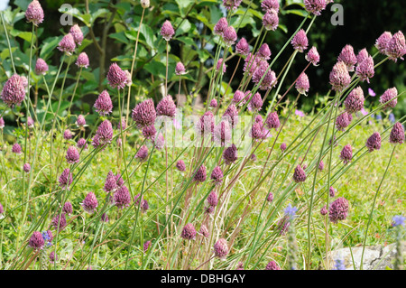 A testa tonda o di Porro Bristol cipolla - Allium sphaerocephalon trovati in the Avon Gorge, Bristol, Inghilterra Foto Stock