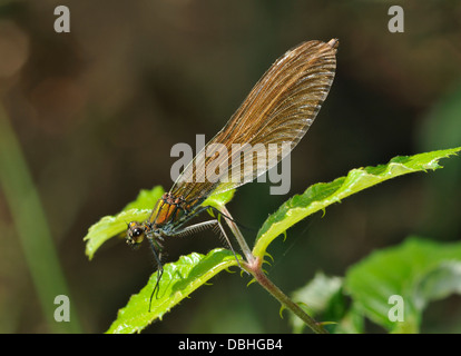 Belle Demoiselle - Calopteryx virgo femmina sul riposo brambles Foto Stock