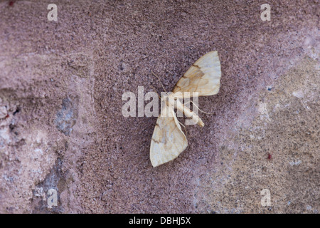 Bloccate la paglia Eulithis pyraliata falena adulta a ret su un muro di pietra Foto Stock