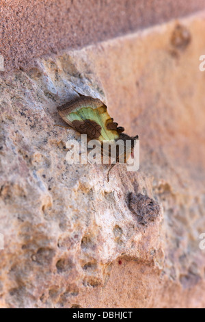 Ottone brunito Diachrysia chrysitis falena adulta a riposo su un muro di pietra Foto Stock