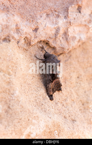 Piccolo angolo sfumature Euplexia lucipara a riposo su un muro di pietra Foto Stock