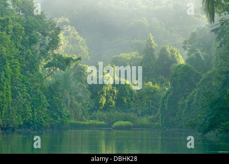 La foresta pluviale primaria nel Parco Nazionale di Corcovado, Costa Rica Foto Stock