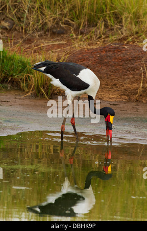 Sellati fatturati Stork alimentando al laghetto. Foto Stock