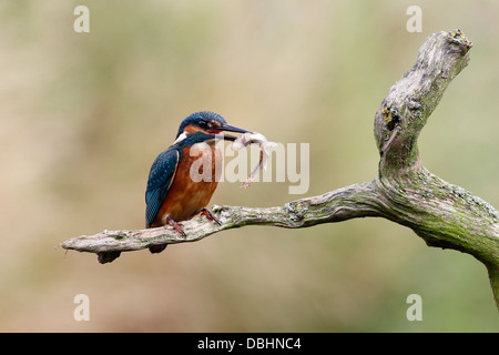 Kingfisher, Alcedo atthis, singolo uccello sul ramo con pesce, Warwickshire, Luglio 2013 Foto Stock