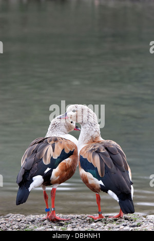 Una coppia di oche Orinoco (Neochen jubata) Foto Stock