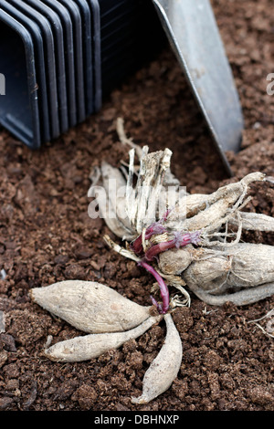 Dahlia tuberi sul composto di incapsulazione Foto Stock