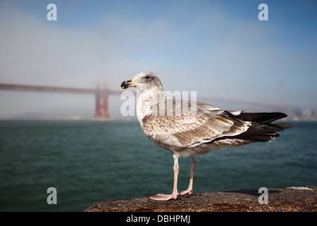 il gabbiano poggia sulla roccia di fronte al Golden Gate Bridge Foto Stock
