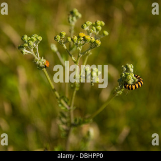 Il cinabro tarma (Tyria jacobaeae) caterpillar sulla pianta di erba tossica Foto Stock