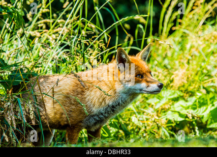 Red Fox in boccole Foto Stock