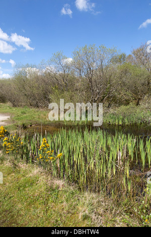 Breney comune; Cornovaglia Wildlife Trust Riserva; Regno Unito Foto Stock