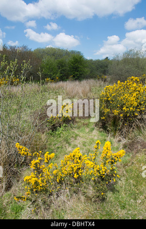 Breney comune; Cornovaglia Wildlife Trust Riserva; Regno Unito Foto Stock