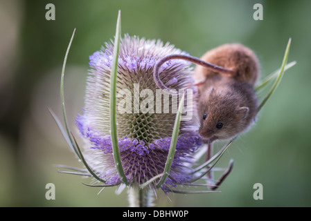 Raccogliere i topi seduti sulla testa del thistle in primo piano sole Foto Stock