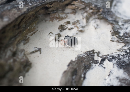 Eremita guscio di granchio con il guscio in gomma. Foto Stock