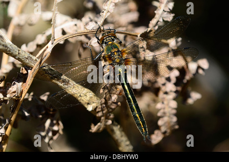 Una roverella libellula smeraldo a riposo su bracken Foto Stock