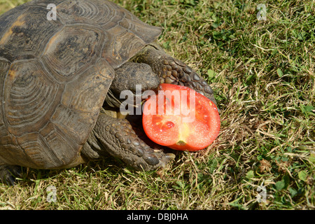 Tartaruga mangia il pomodoro Foto Stock