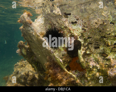 Il nero dei ricci di mare Arbacia lixula su roccia a Corfù Foto Stock