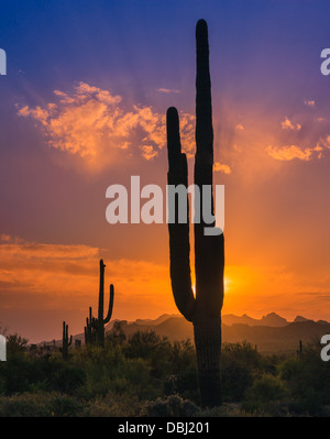 Cactus Saguaro al tramonto in Lost Dutchman State Park, Arizona, Stati Uniti d'America Foto Stock