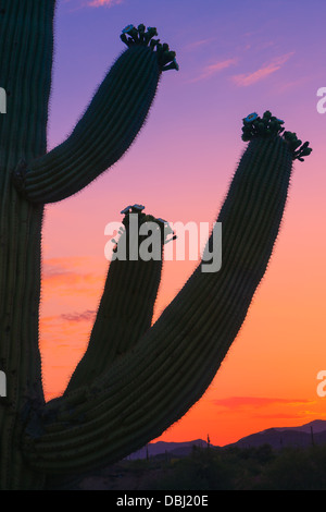 Cactus Saguaro presso sunrise in Lost Dutchman State Park, Arizona, Stati Uniti d'America Foto Stock