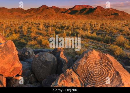 Parco nazionale del Saguaro da Signal Hill, Arizona, Stati Uniti d'America Foto Stock