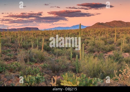 Parco nazionale del Saguaro da Signal Hill, Arizona, Stati Uniti d'America Foto Stock