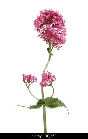 Red valeriana Centranthus ruber, fiori e fogliame isolata contro bianco Foto Stock