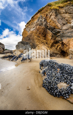 Torreggianti scogliere a Hemmick spiaggia vicino Penare sulla costa meridionale della Cornovaglia Foto Stock