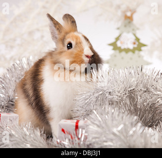 Bunny con natale Foto Stock