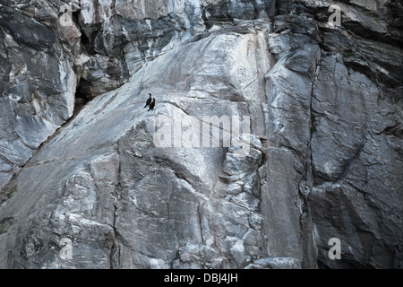 Due nero Shags europea sedersi sulla Norwegian Coastal rock Foto Stock