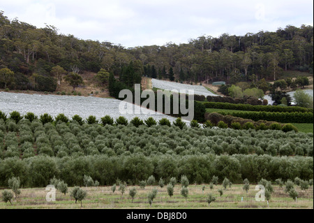 Tasmanian Frutticoltura Foto Stock