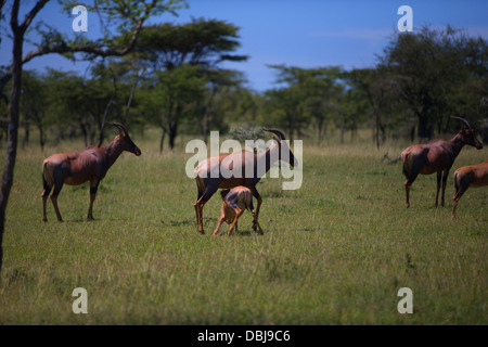 Giovani topi nursing da sua madre. Damaliscus korrigum. Ol Kinyei Conservancy. Kenya, Africa. Foto Stock