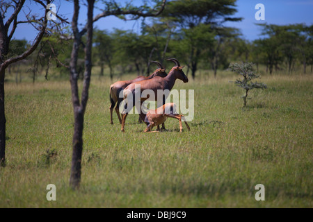 Giovani topi nursing da sua madre. Damaliscus korrigum. Ol Kinyei Conservancy. Kenya, Africa. Foto Stock