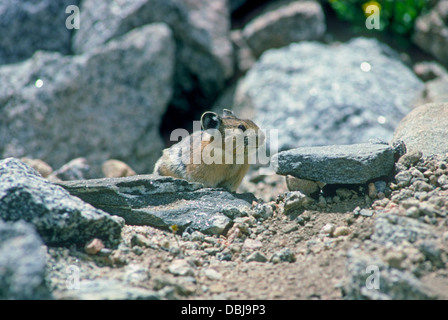 Pika o Cony poggiante sulla roccia, (ochotona princeps) Mt. Evans, Colorado US Foto Stock