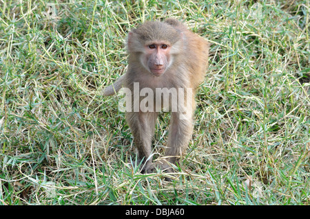 Indiano macaco spiralina Foto Stock