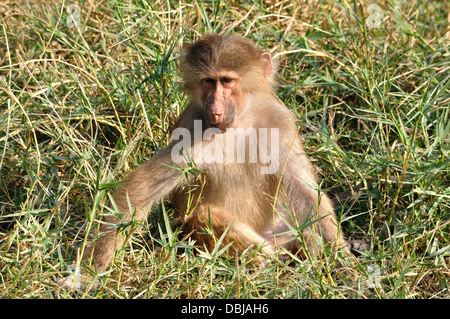 Indiano macaco spiralina Foto Stock