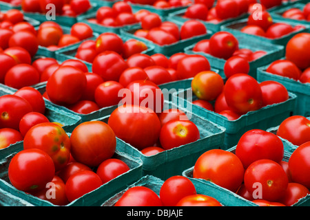 Righe di rosso pomodori maturi in scatole blu presso il mercato degli agricoltori Foto Stock