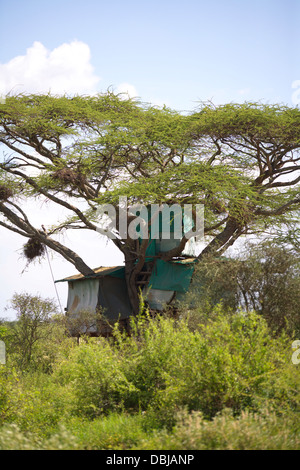 Scienziato del lion stazione di tracking nella struttura ad albero. Conservazione. Tutela di Selenkay area. Kenya, Africa. Foto Stock