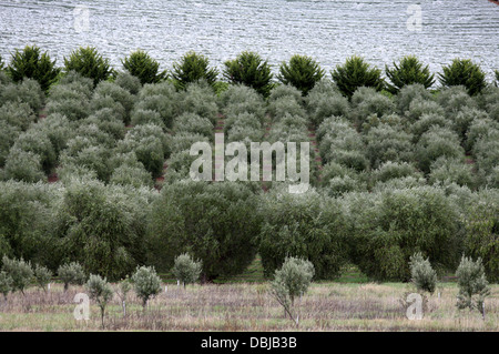 Tasmanian Frutticoltura Foto Stock