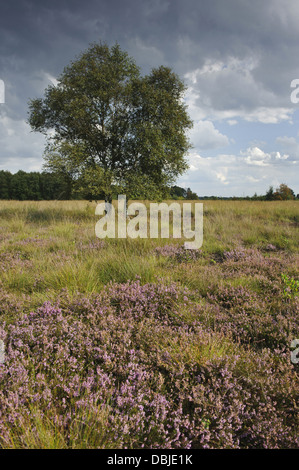 Blooming heather in Goldenstedt Moor bog, Natura, Bassa Sassonia, Germania, Europa Foto Stock