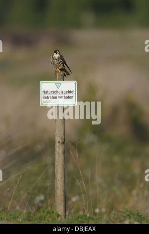 Eurasian Hobby su un segno per la natura area prenotazioni, Falco Subbuteo®, Bassa Sassonia, Germania, Europa Foto Stock