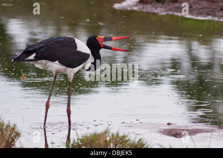 Sellati fatturati Stork alimentazione - Masaimara, Kenya. Foto Stock