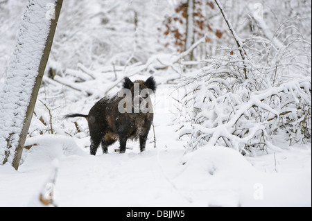 Cinghiale in inverno, Sus scrofa, Bassa Sassonia, Germania, Europa Foto Stock