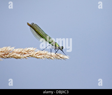 Mosca del Damsel Foto Stock