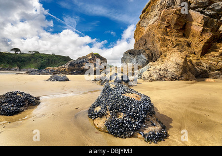 Torreggianti scogliere a Hemmick spiaggia vicino Penare sulla costa meridionale della Cornovaglia Foto Stock