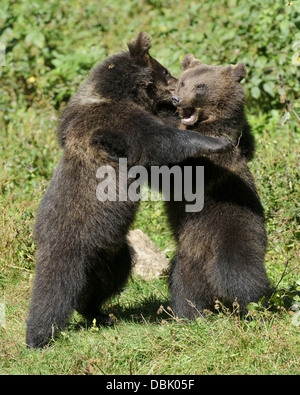 I giovani orsi bruni gioco combattimenti, Ursus arctos, Foresta Bavarese, in Baviera, Germania, Europa Foto Stock